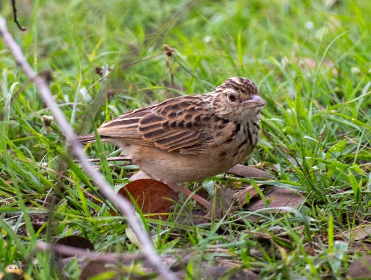 Jerdon's Bushlark - ML645590094