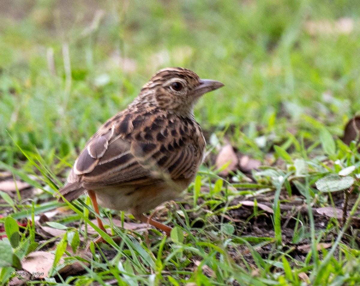 Jerdon's Bushlark - ML645590095