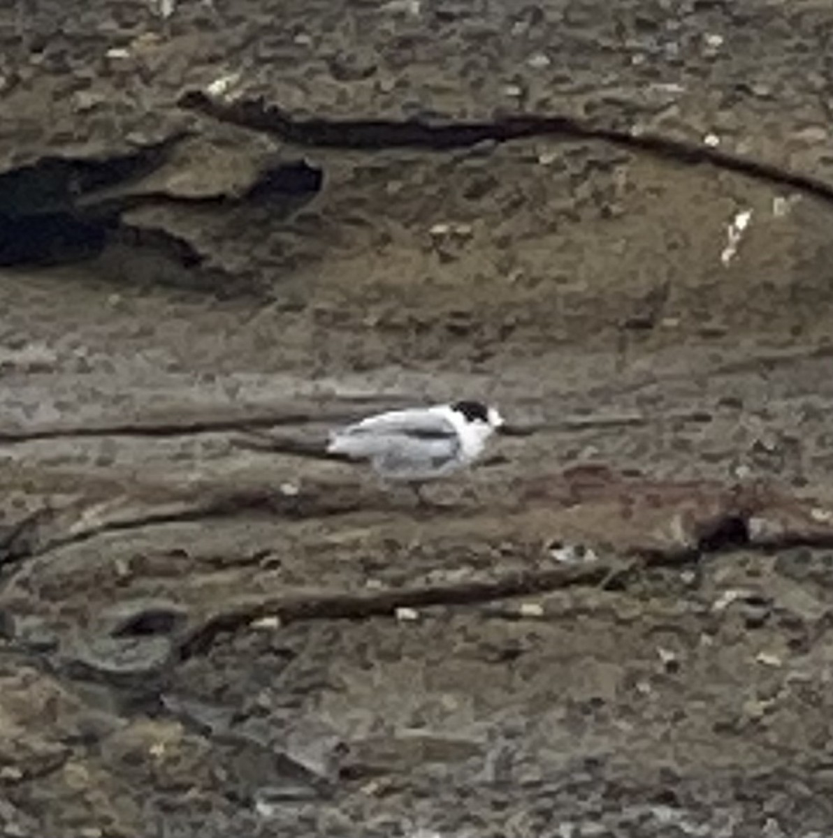 White-fronted Tern - ML645590096