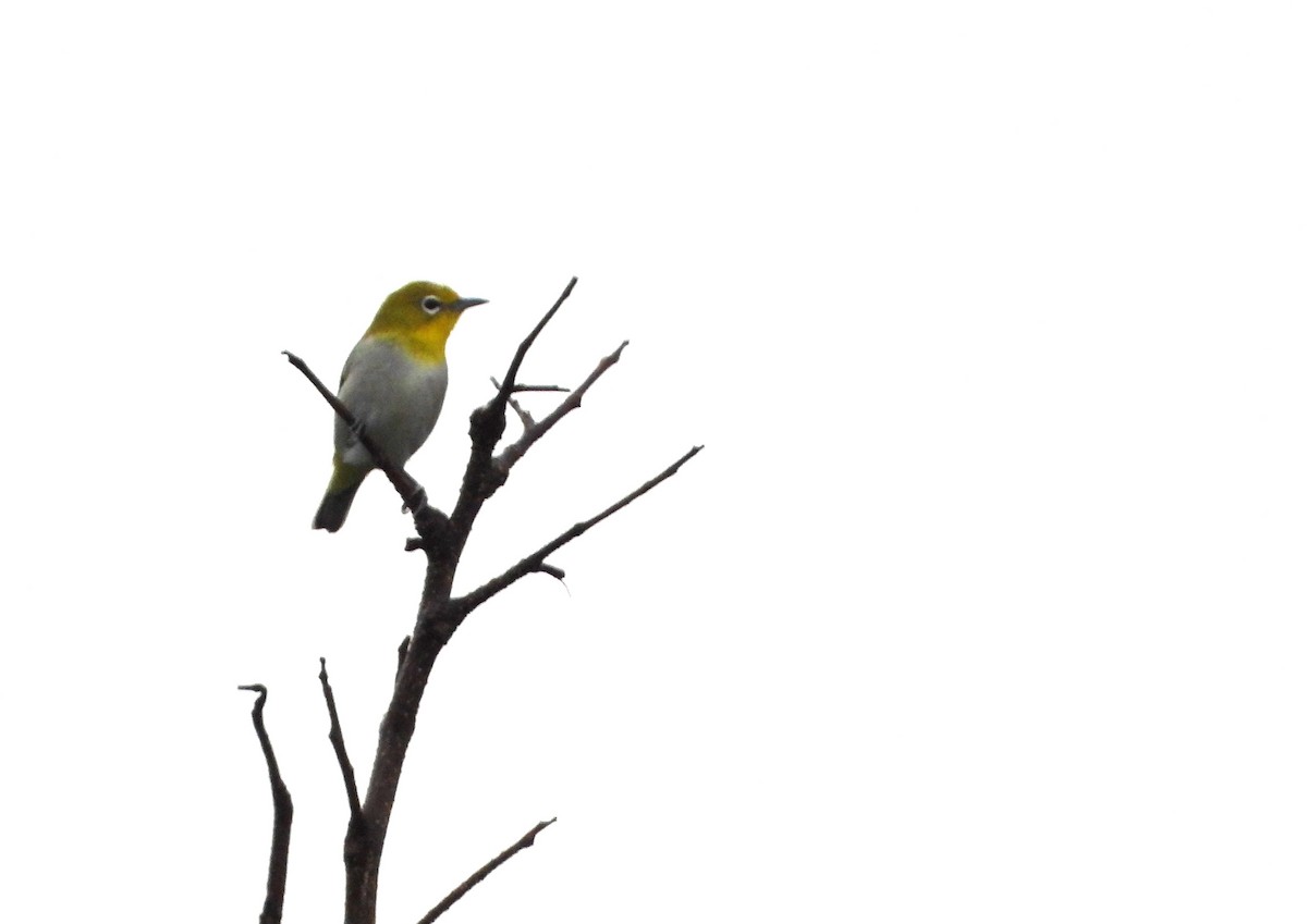 Lowland White-eye - ML645590105