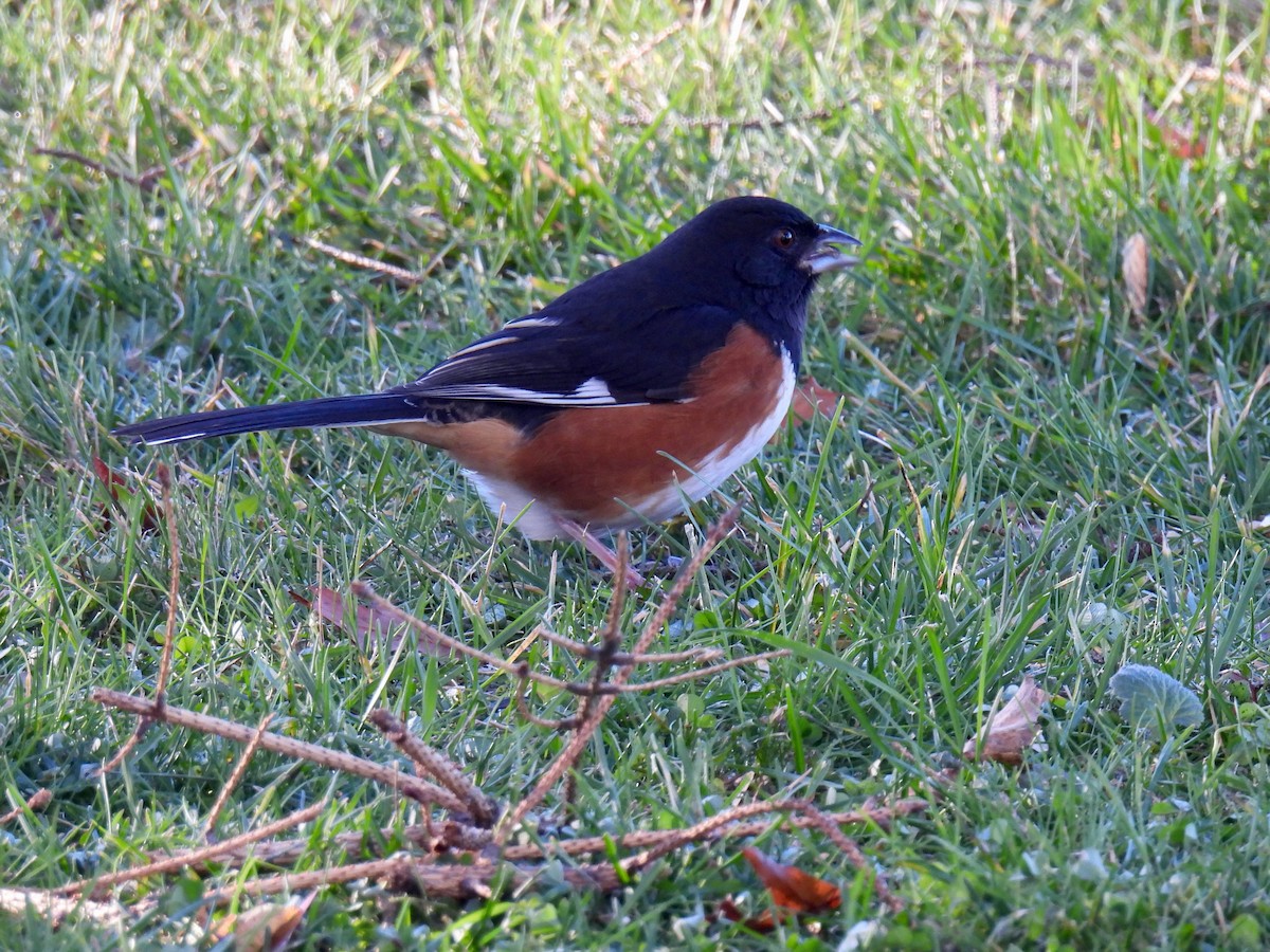 ワキアカトウヒチョウ - ML645590112