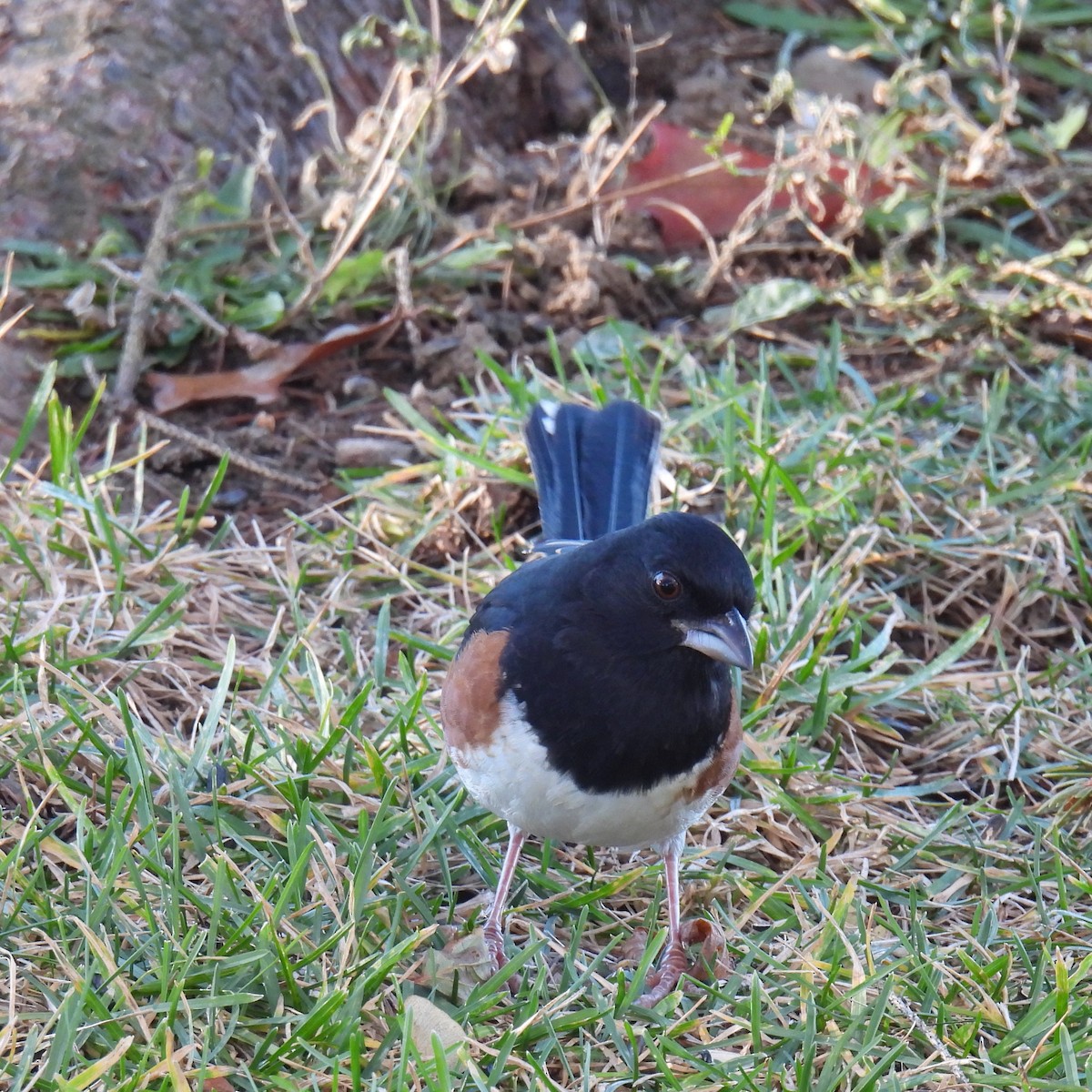 ワキアカトウヒチョウ - ML645590113
