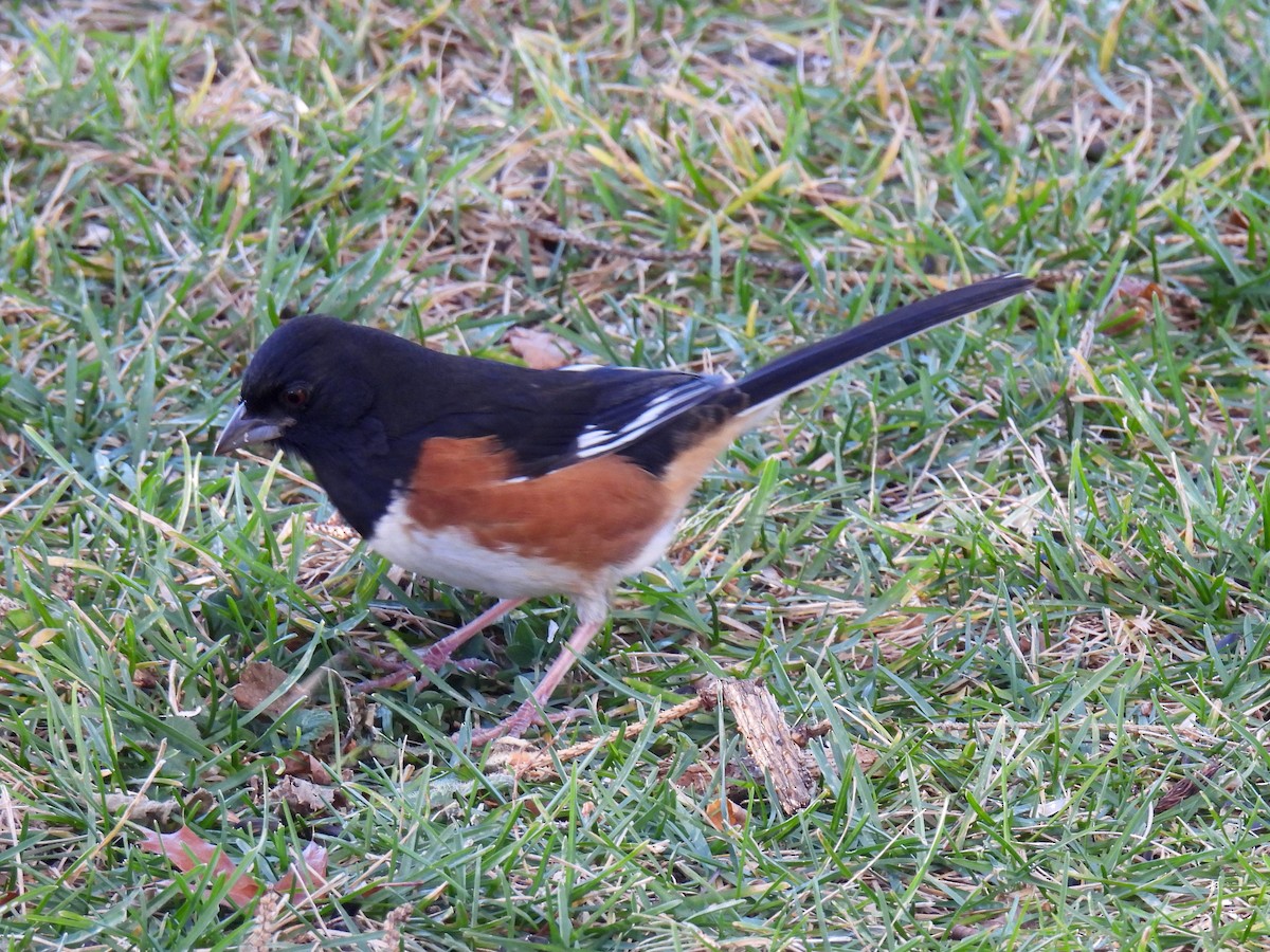 ワキアカトウヒチョウ - ML645590114