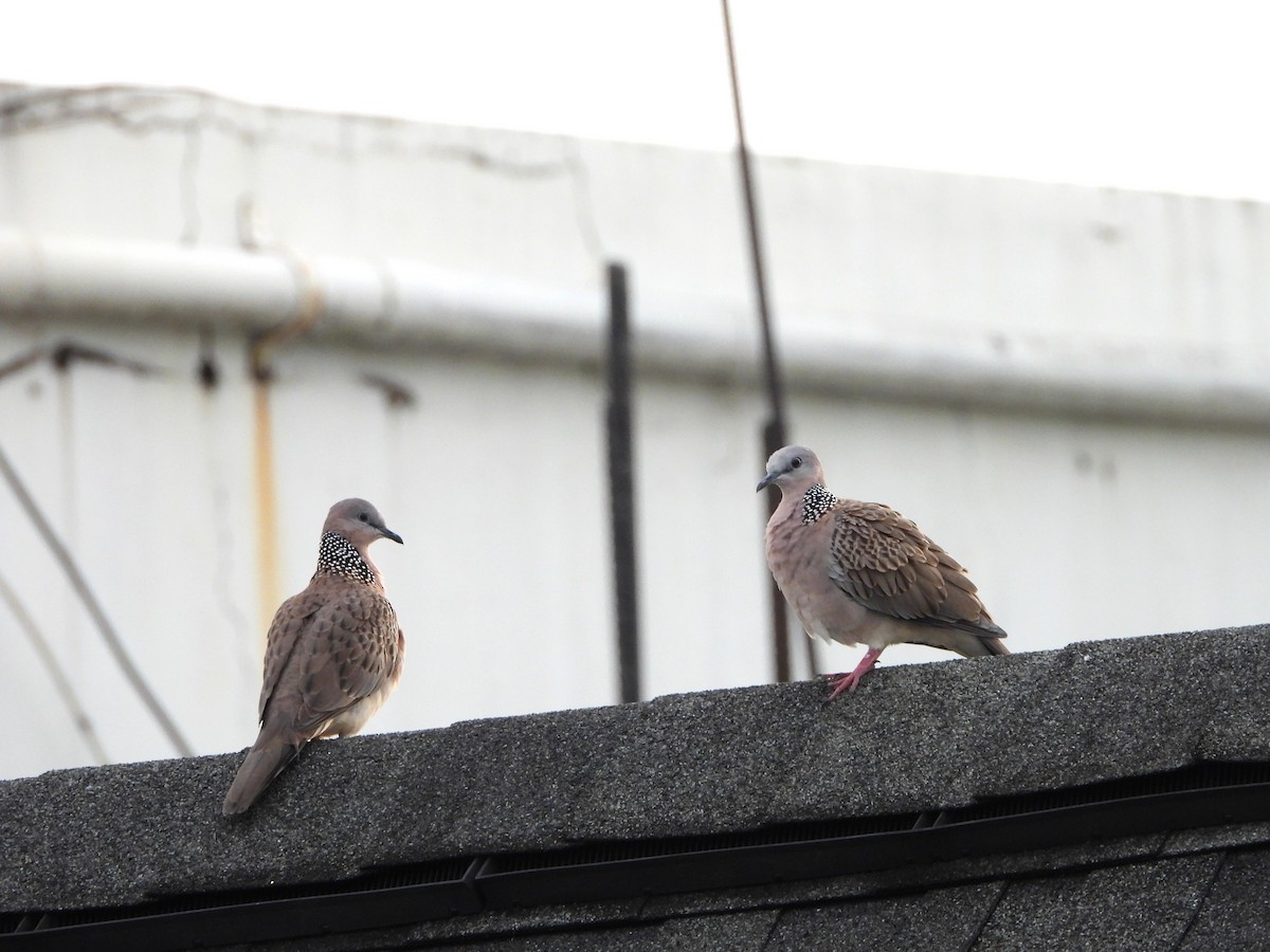 Spotted Dove - ML645590115