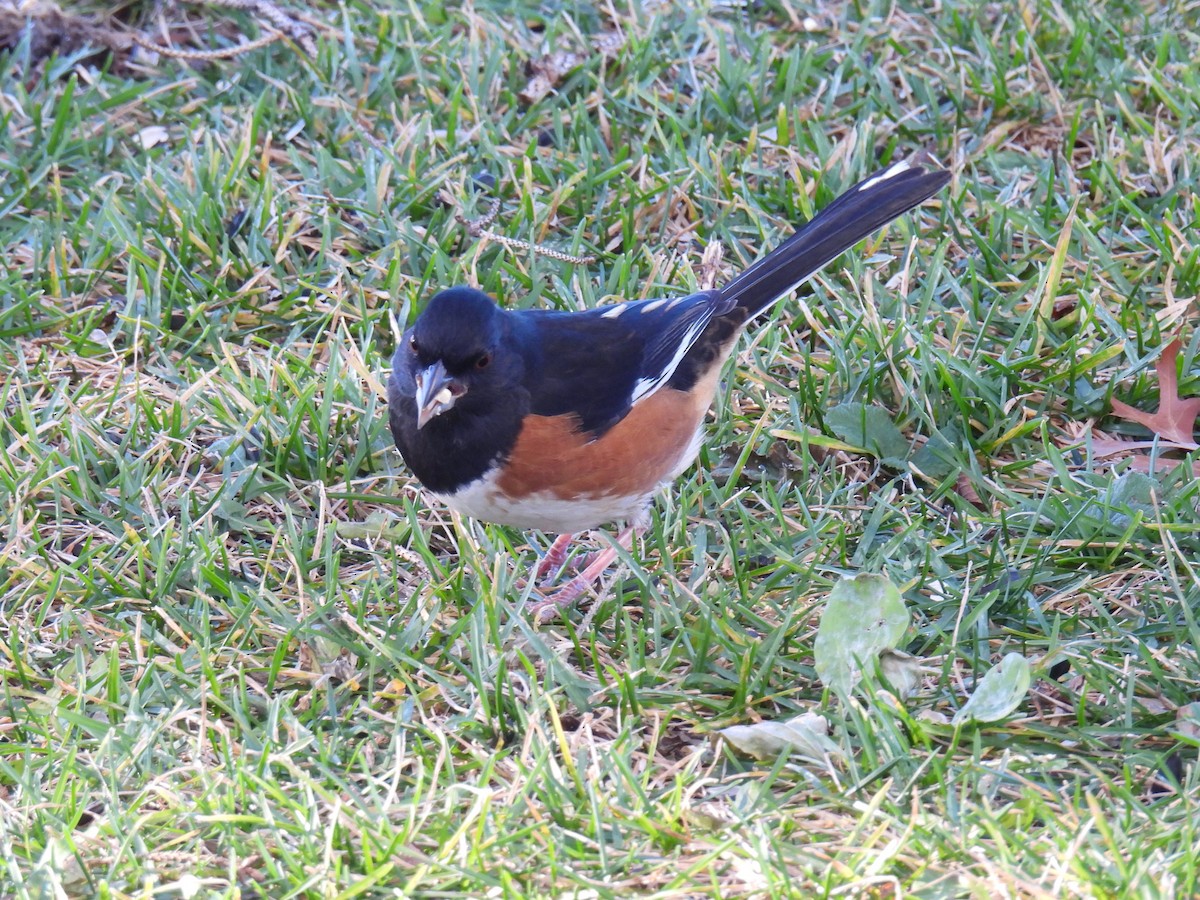 ワキアカトウヒチョウ - ML645590116