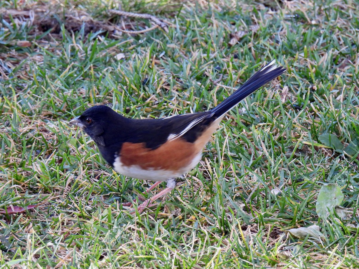 ワキアカトウヒチョウ - ML645590117