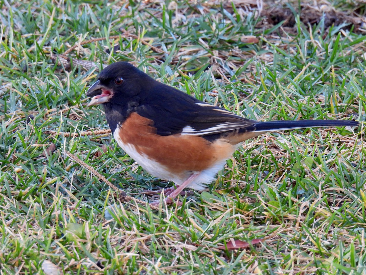 ワキアカトウヒチョウ - ML645590118