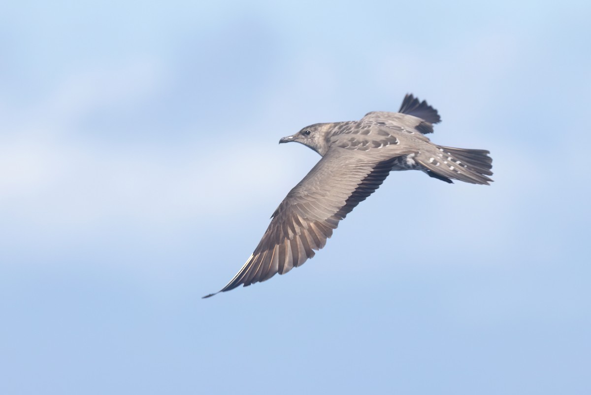 Long-tailed Jaeger - ML645590119