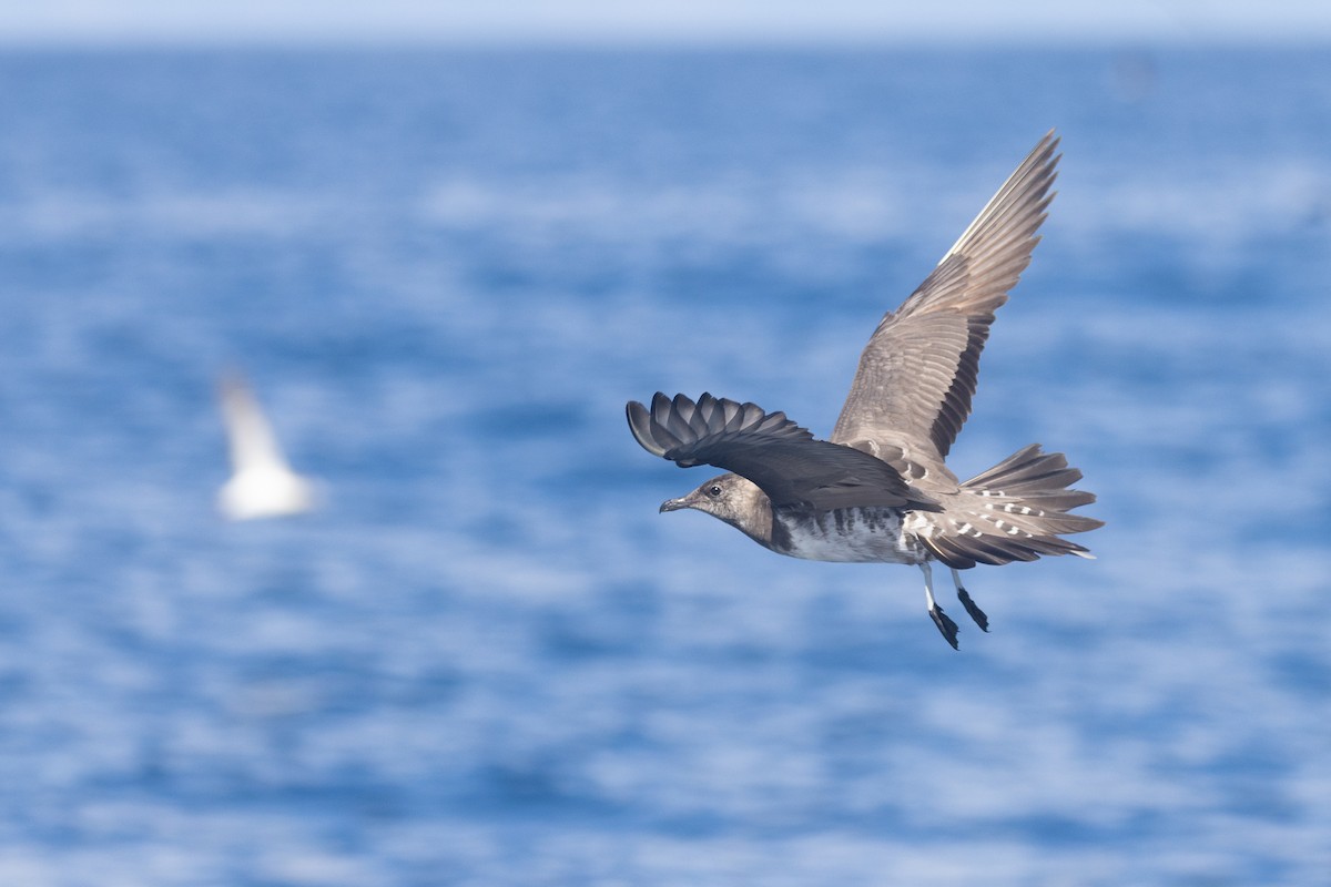 Long-tailed Jaeger - ML645590120