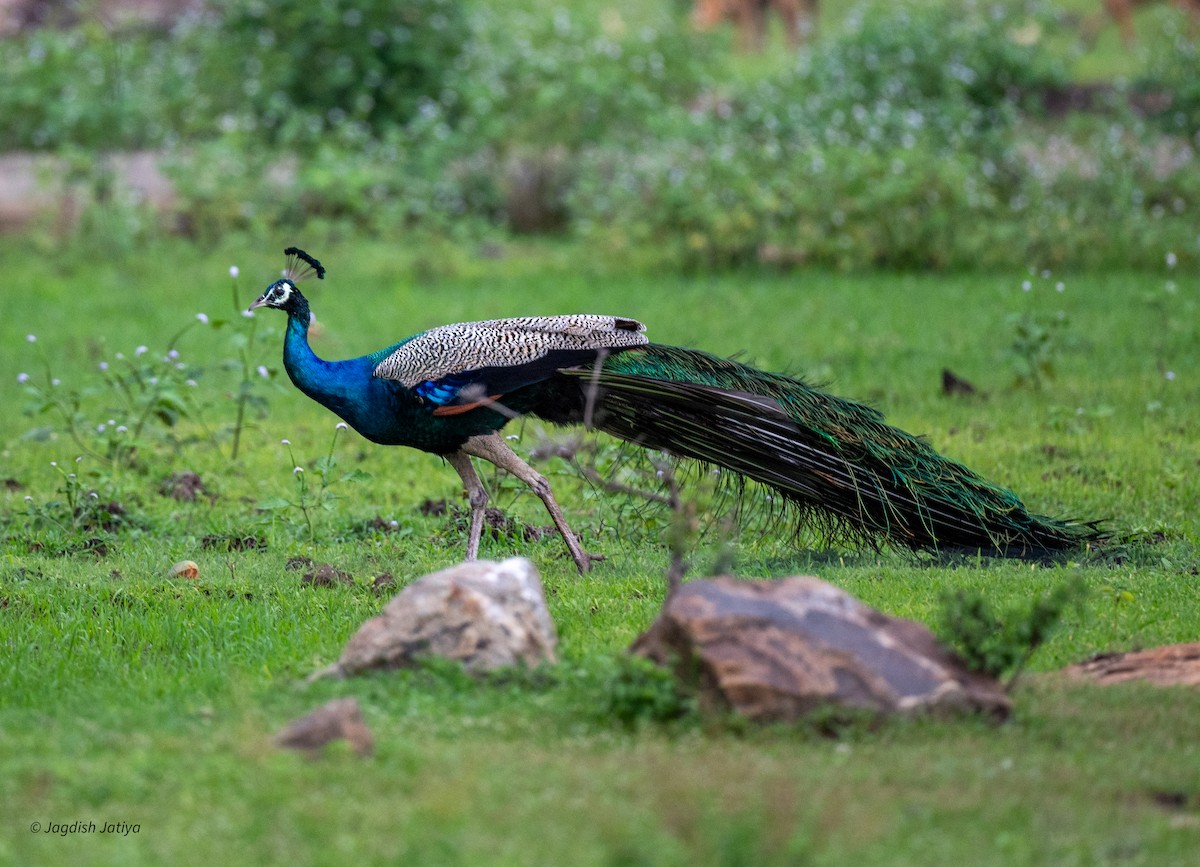 Indian Peafowl - ML645590121