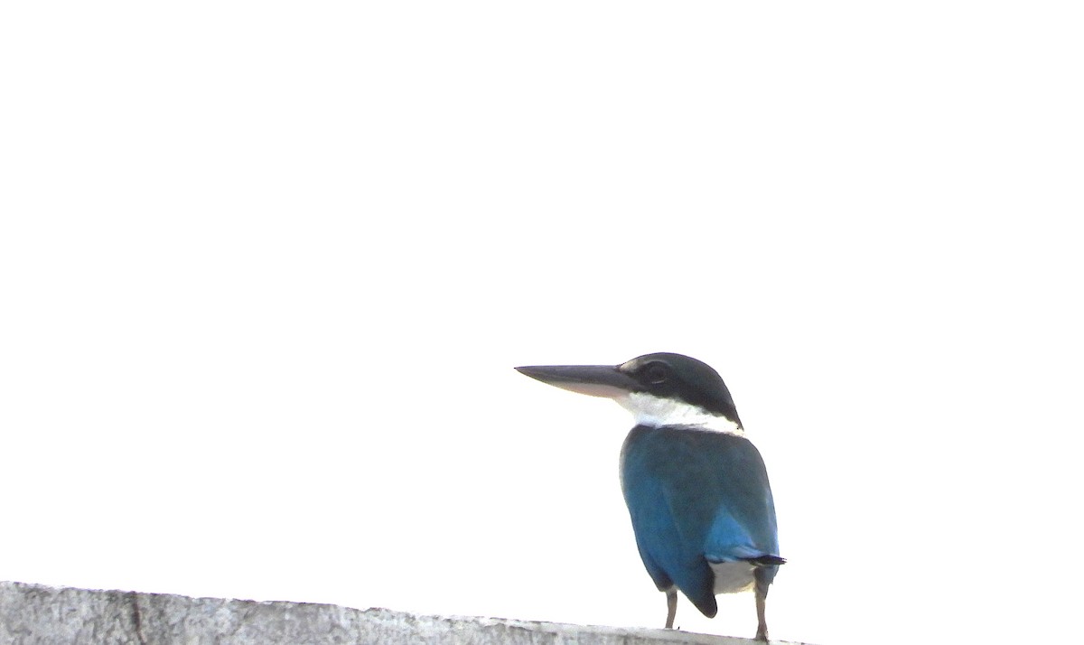 Collared Kingfisher - ML645590122