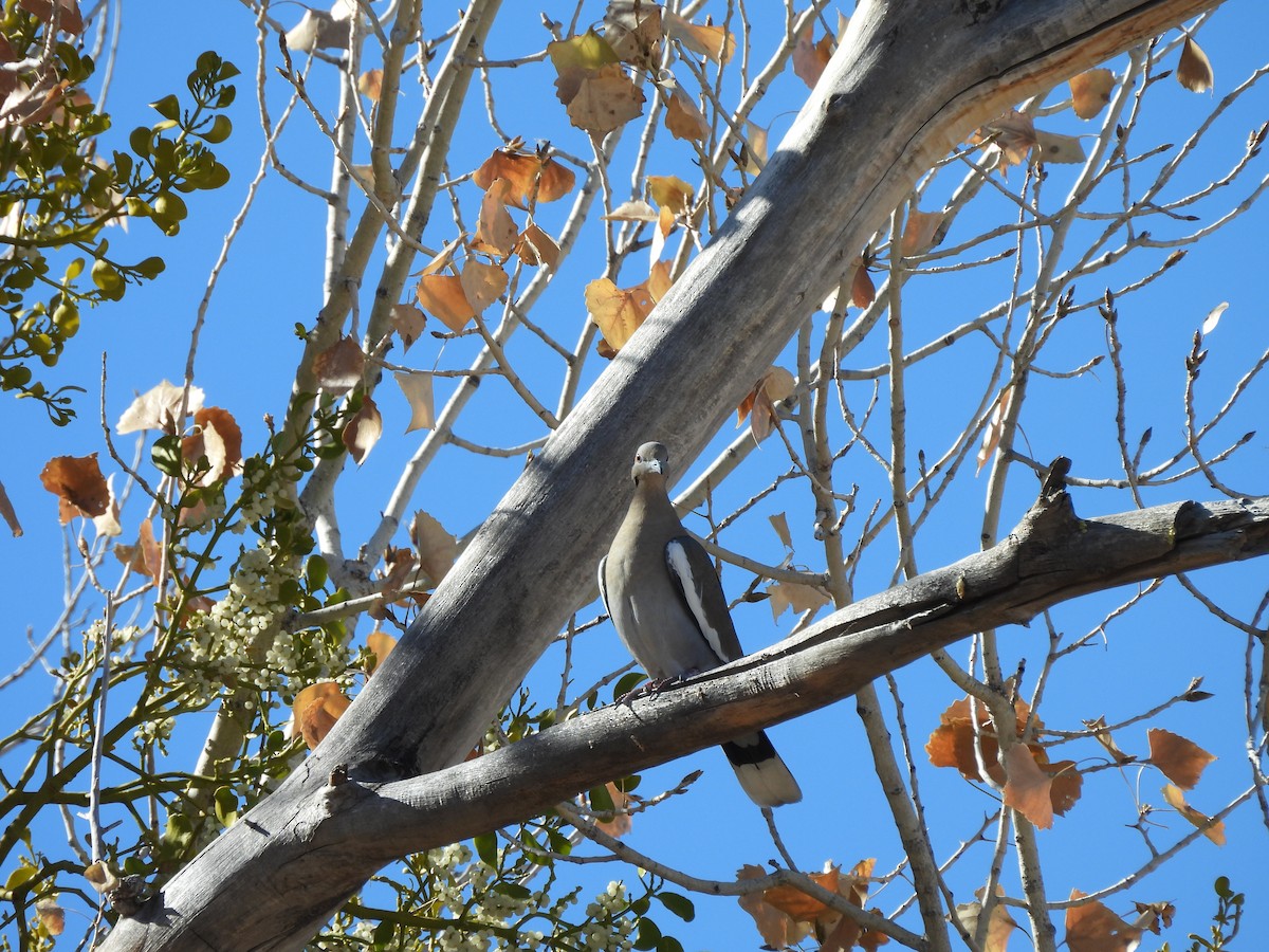 White-winged Dove - ML645590123