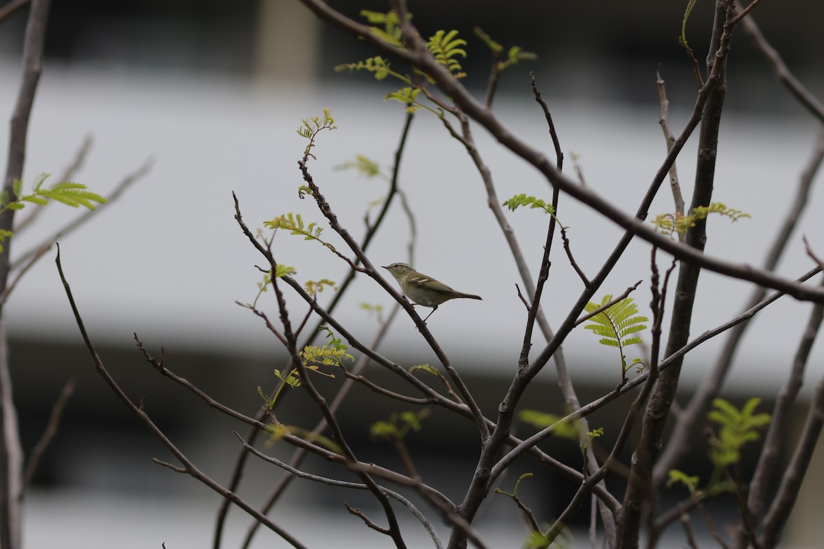 Two-barred Warbler - ML645590124