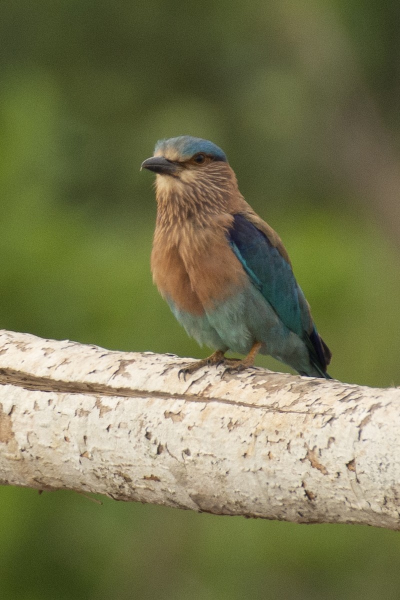 Indian Roller - ML645590125