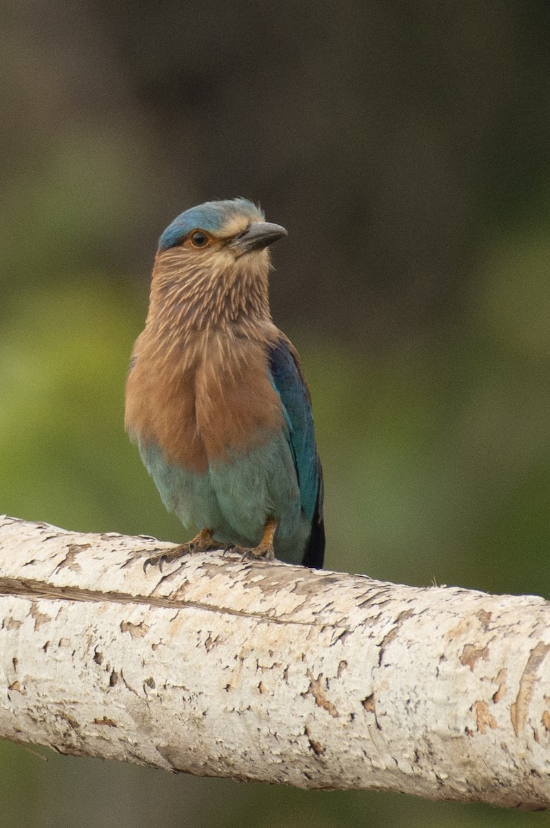 Indian Roller - ML645590126