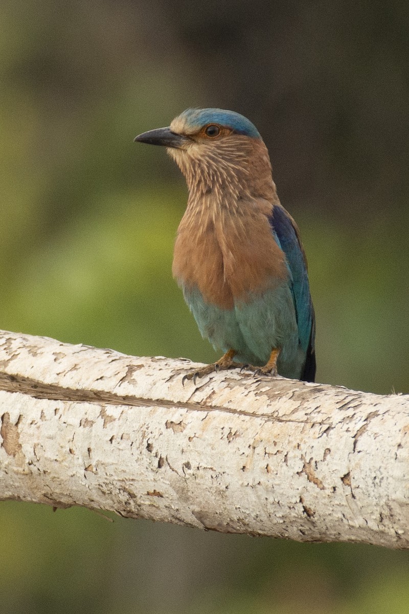 Indian Roller - ML645590127
