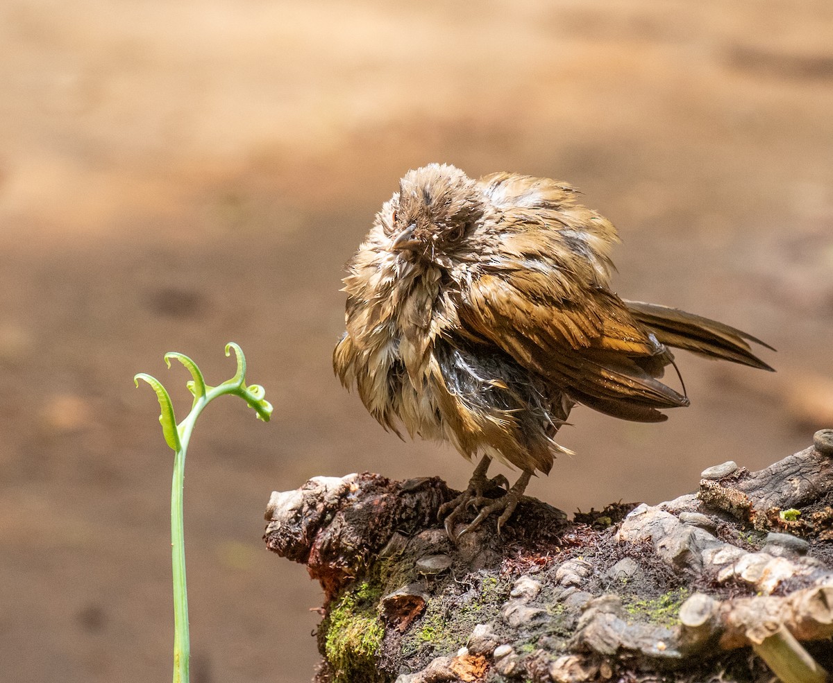 Pale-breasted Thrush - ML645590128