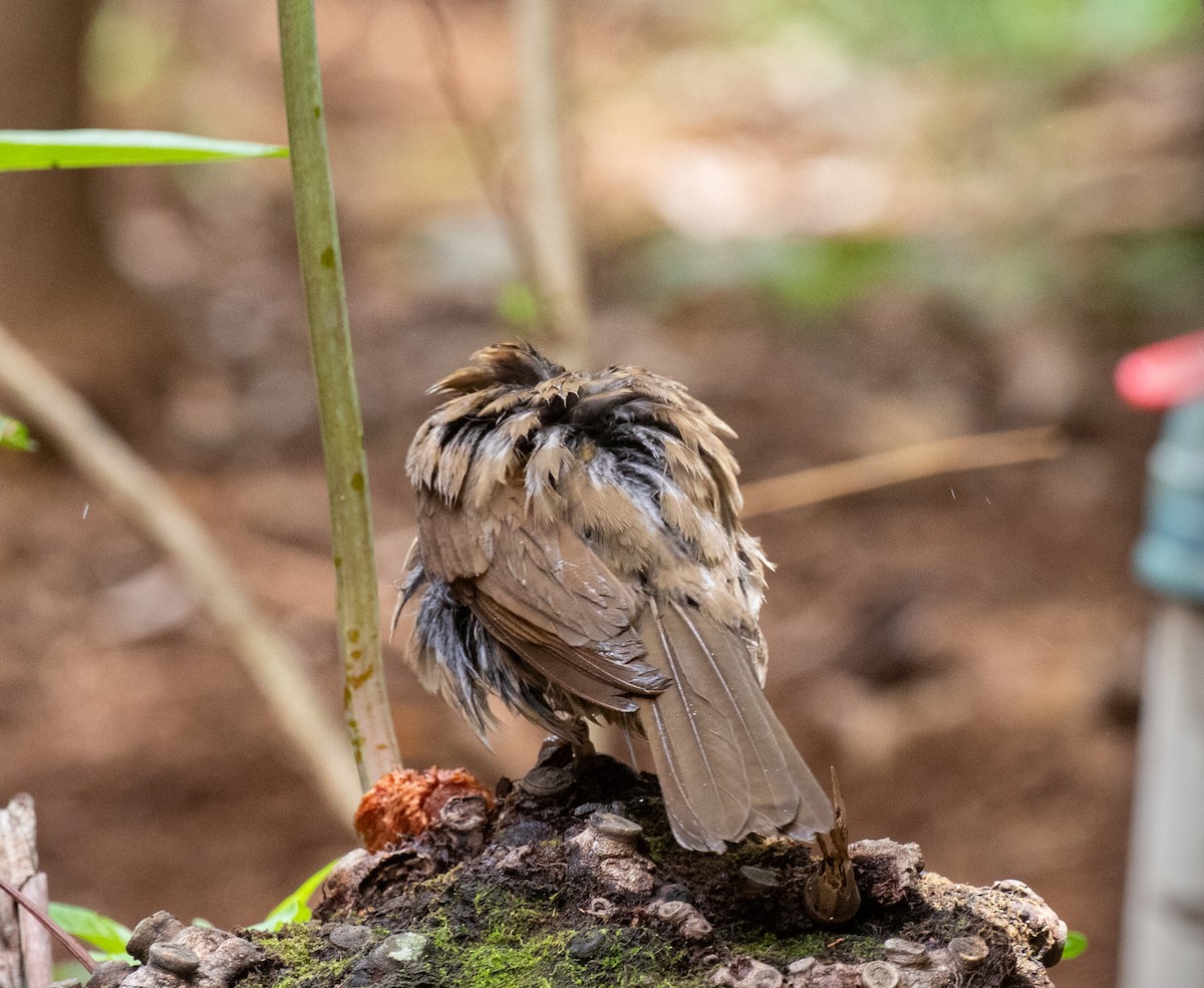 Pale-breasted Thrush - ML645590129