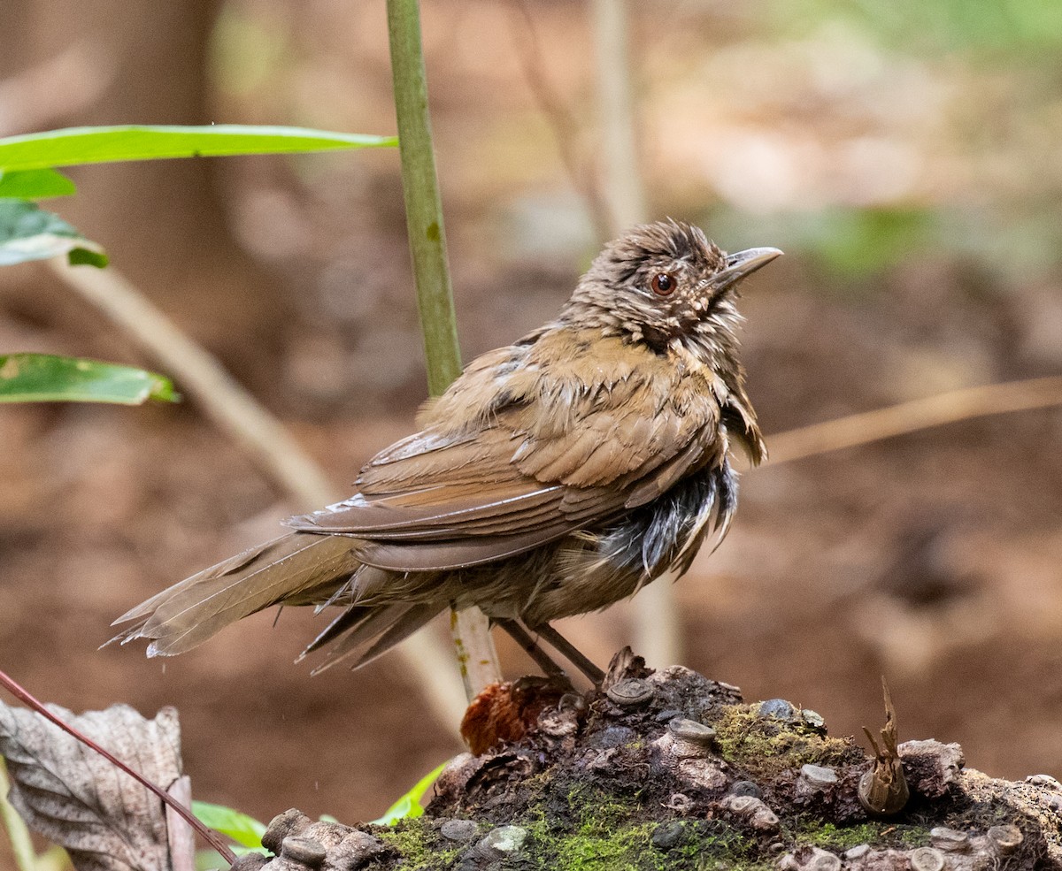 Pale-breasted Thrush - ML645590130