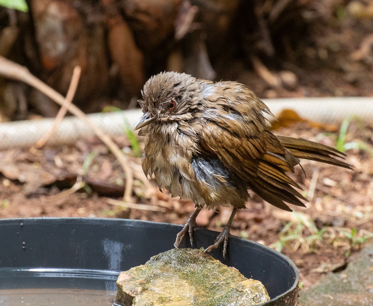 Pale-breasted Thrush - ML645590131