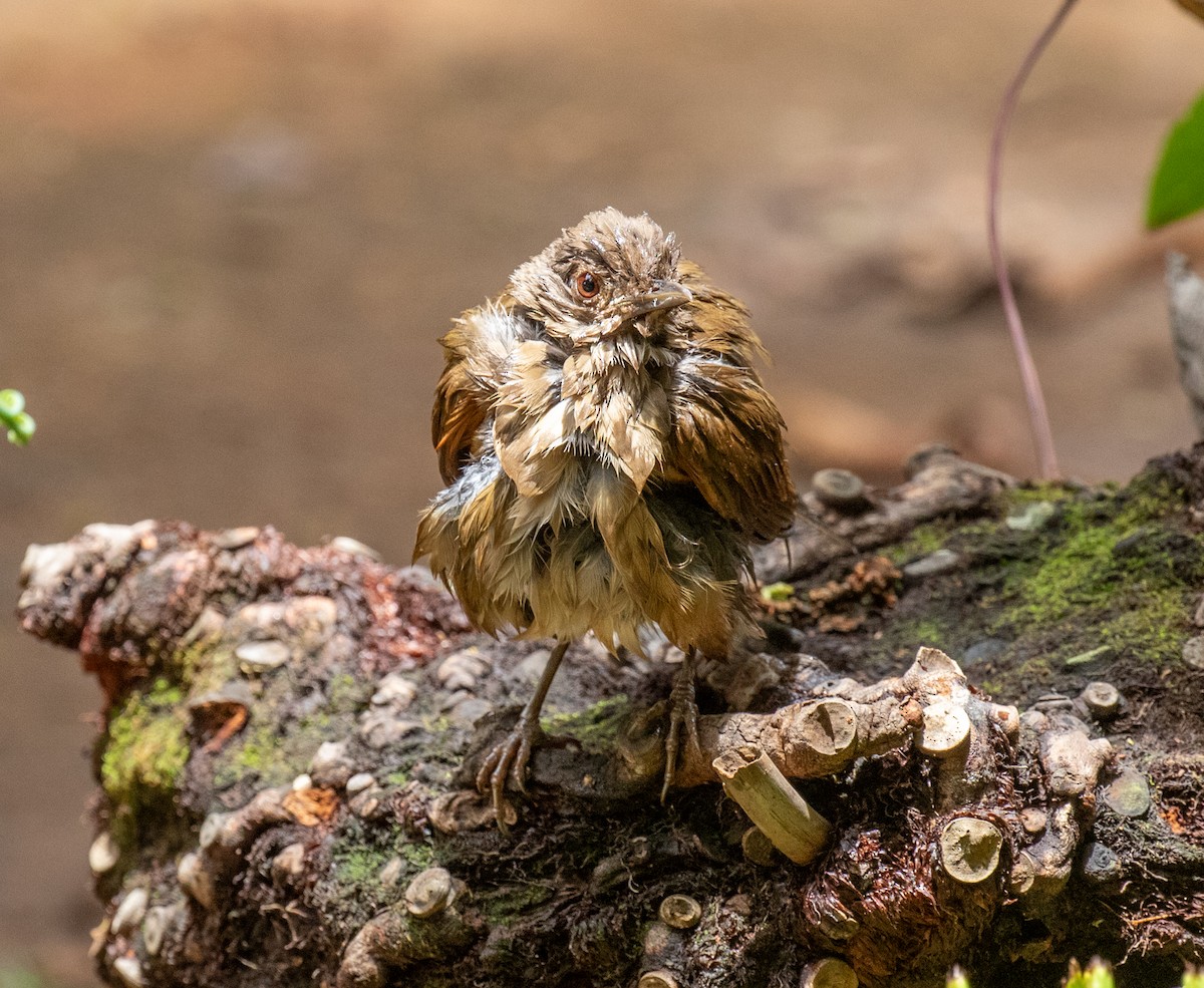 Pale-breasted Thrush - ML645590132