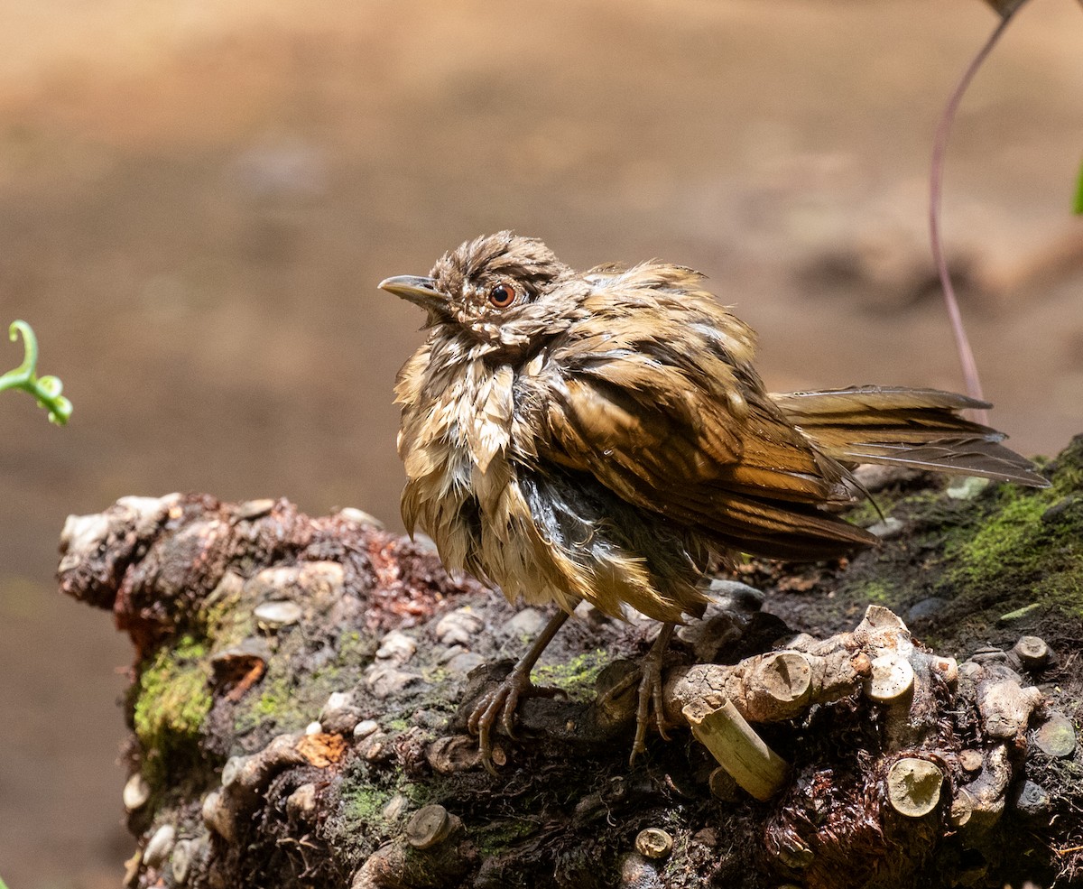 Pale-breasted Thrush - ML645590133