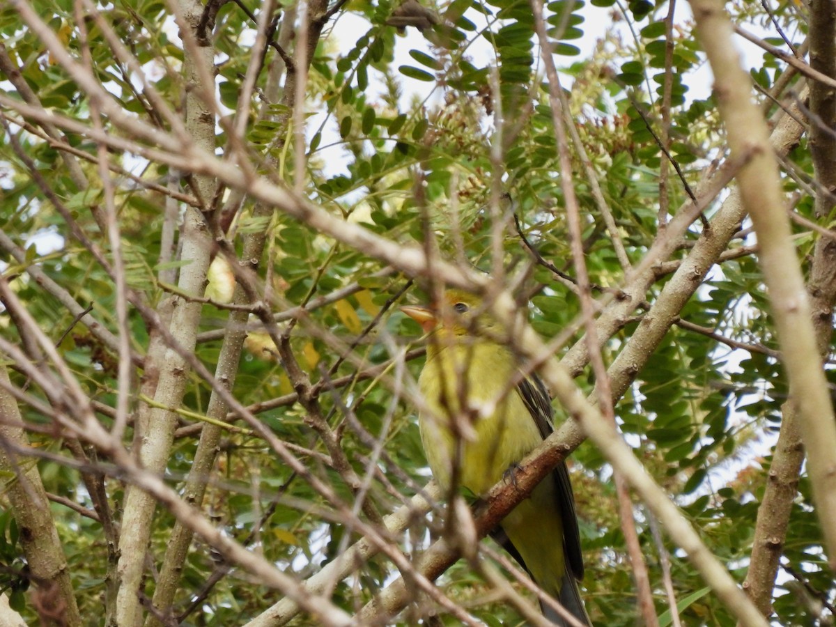 Western Tanager - ML645590134