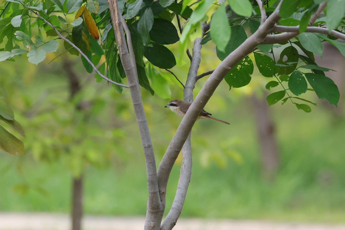 Brown Shrike - ML645590135