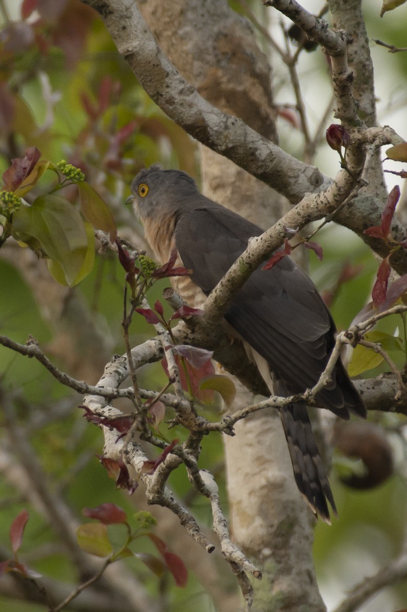 Common Hawk-Cuckoo - ML645590137