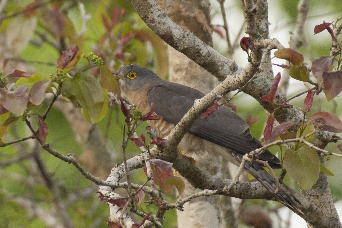Common Hawk-Cuckoo - ML645590138