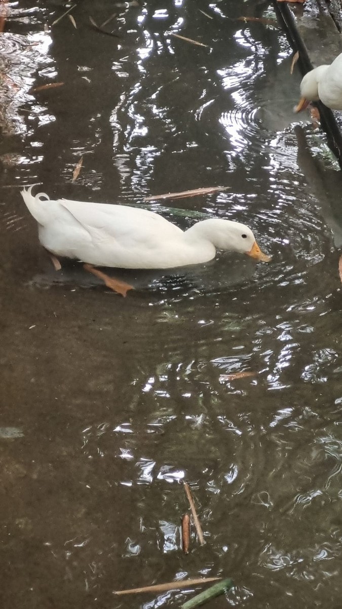 duck sp. - ML645590140