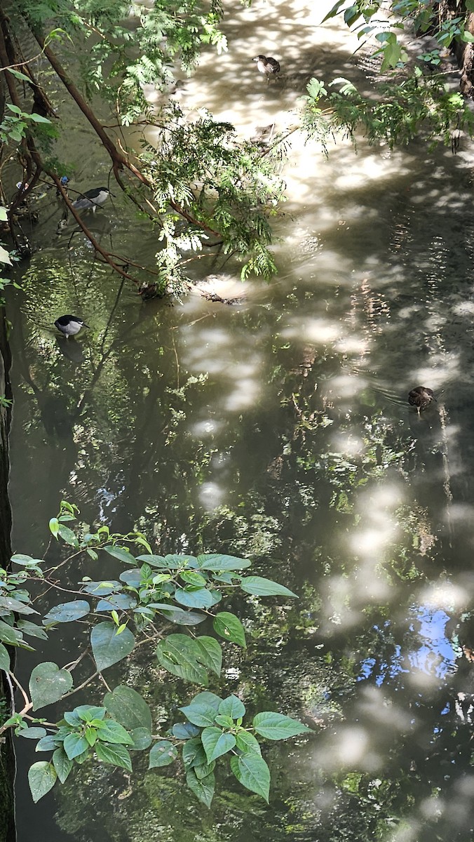 Black-crowned Night Heron - ML645590141