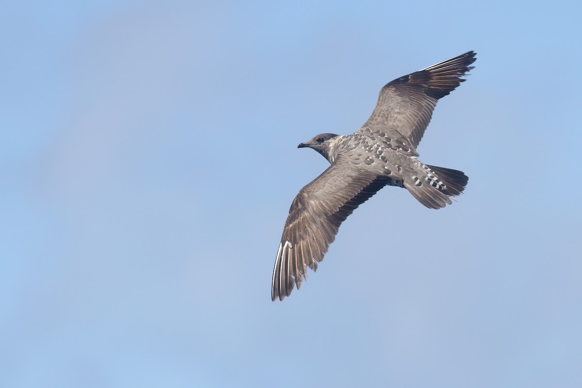 Long-tailed Jaeger - ML645590142
