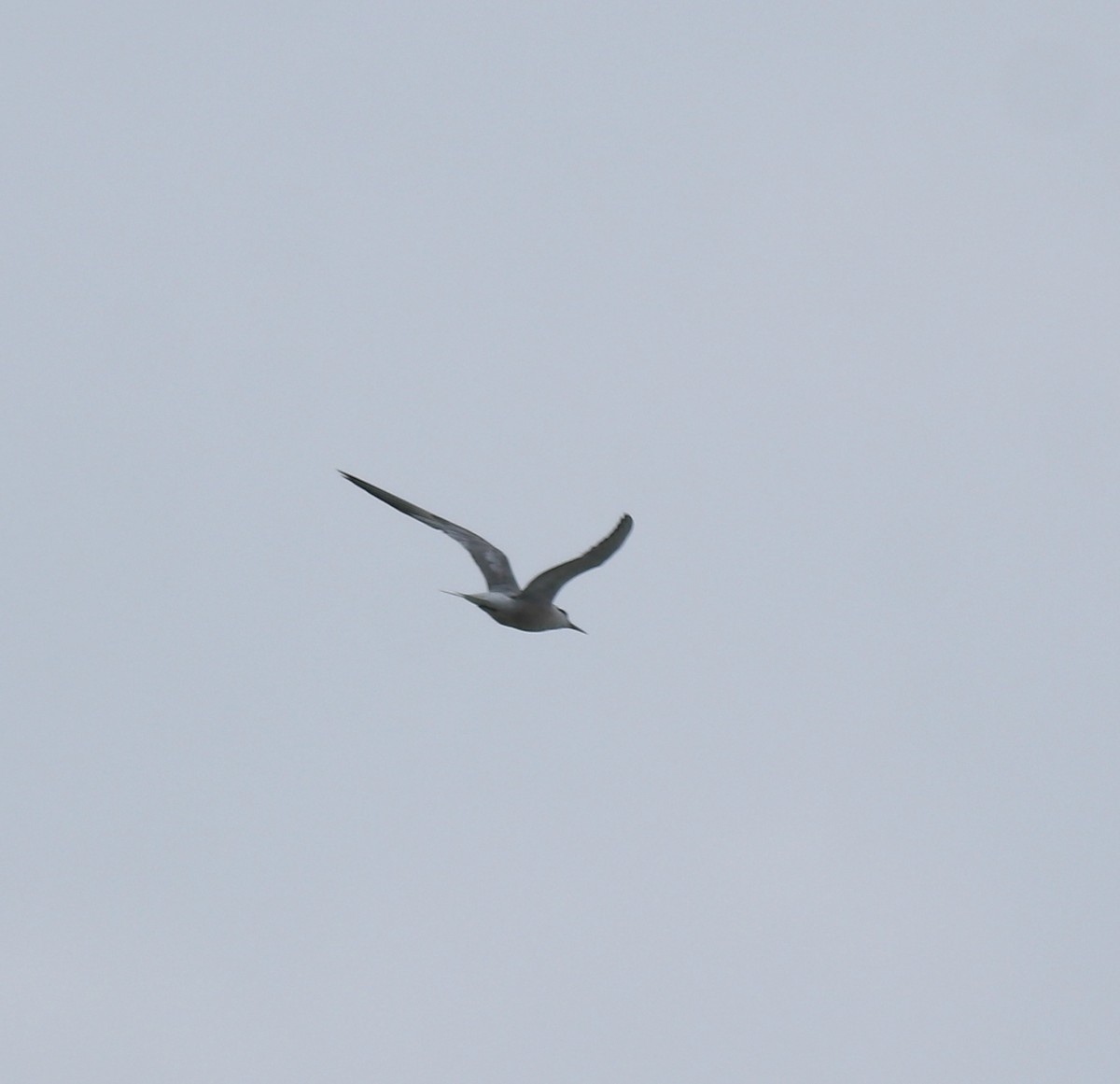 Common Tern - ML645590143