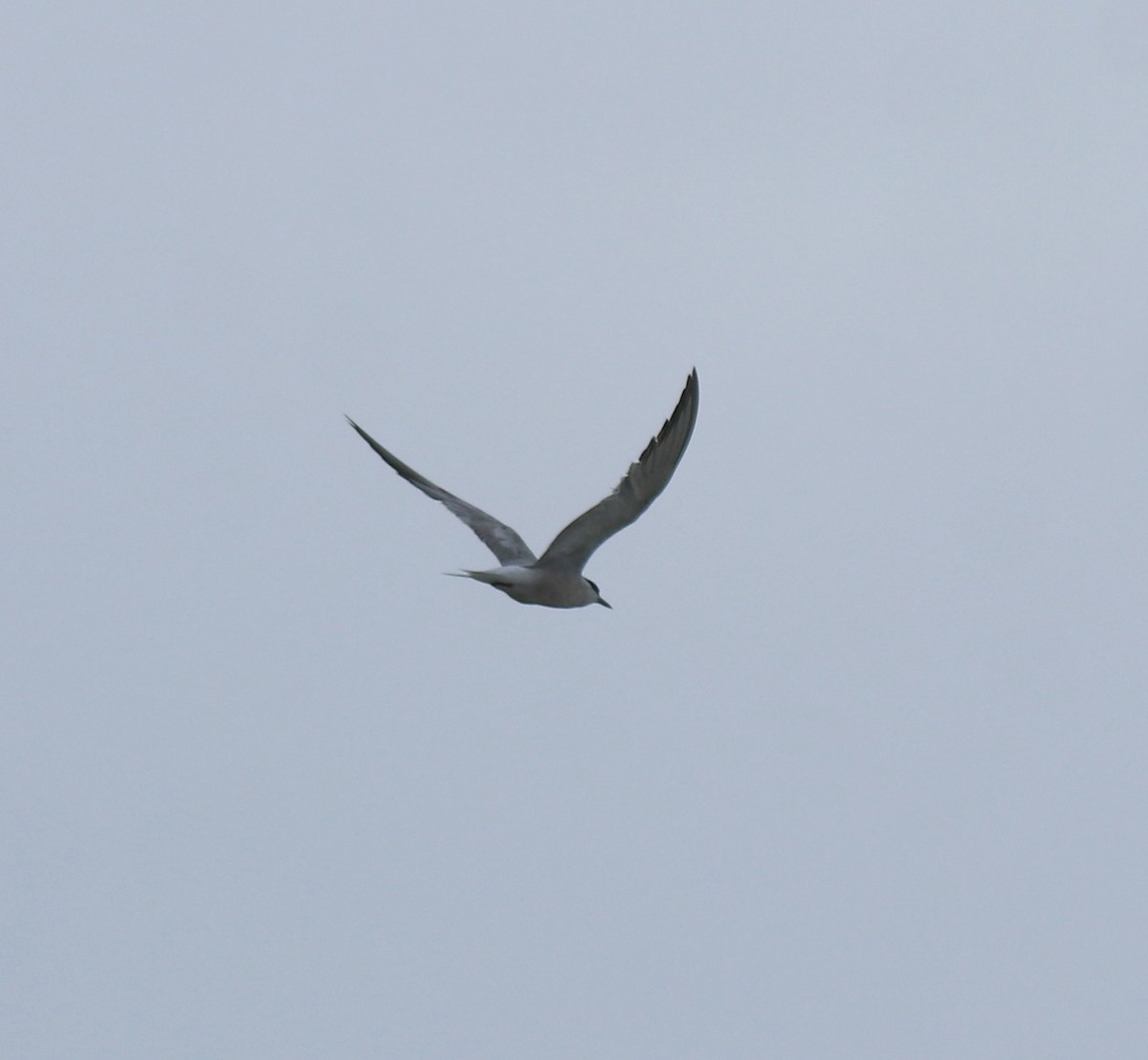 Common Tern - ML645590144