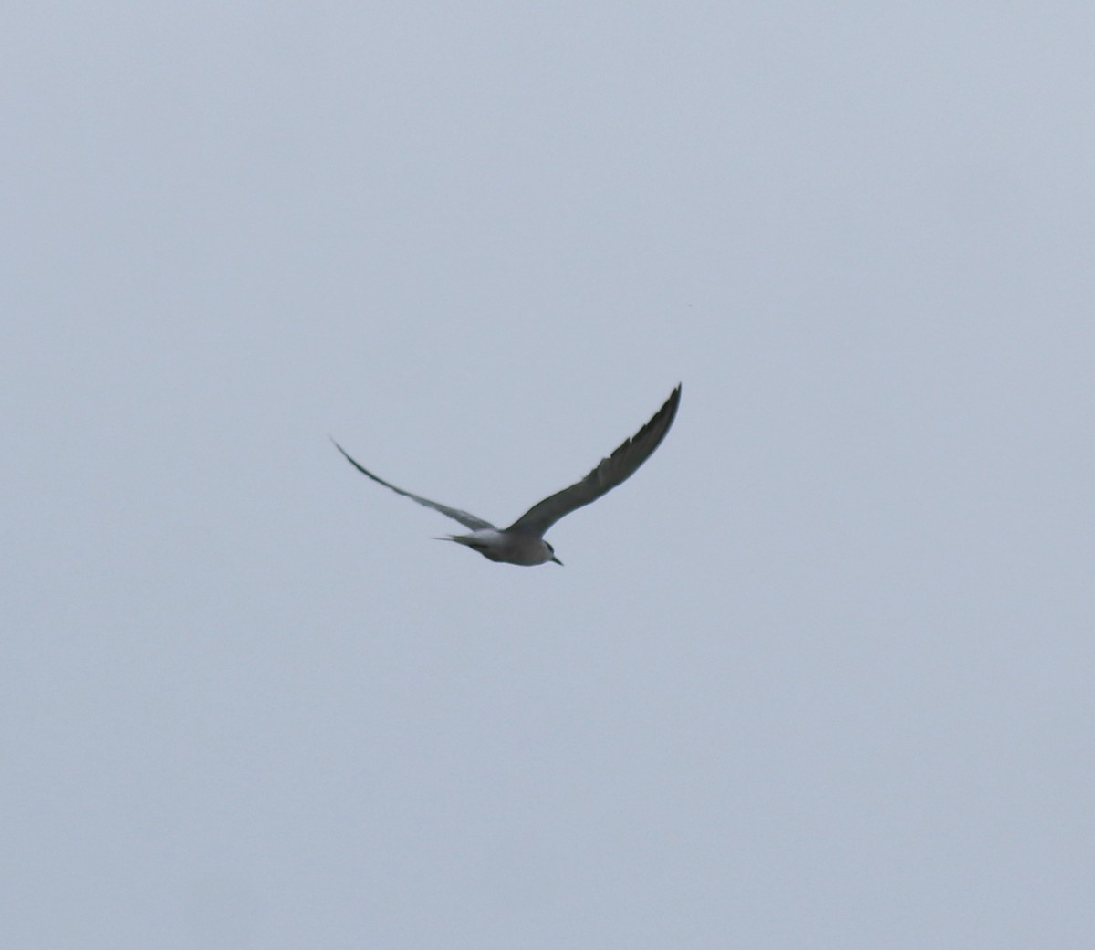 Common Tern - ML645590145