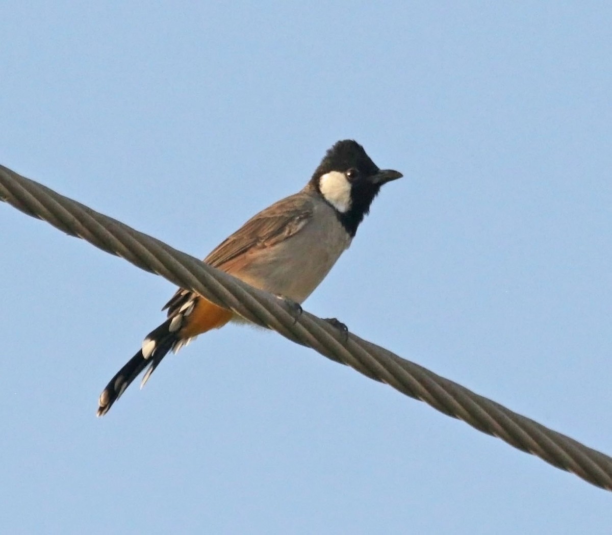 White-eared Bulbul - ML645590146
