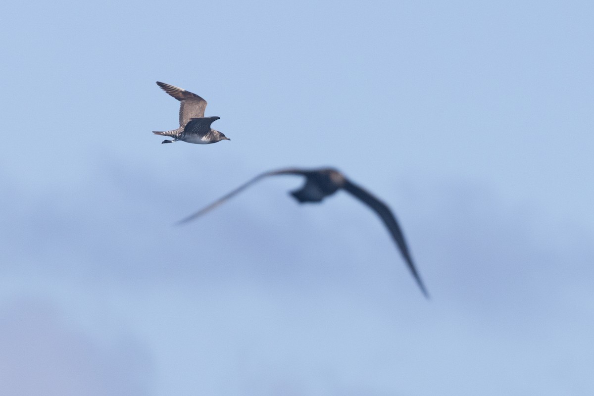 Long-tailed Jaeger - ML645590147