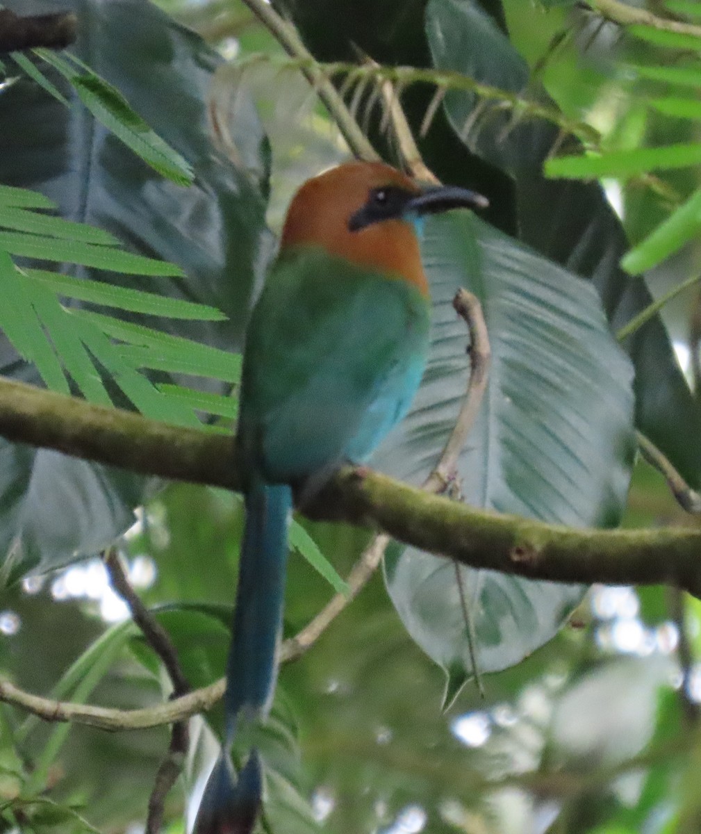 Broad-billed Motmot - ML645590148