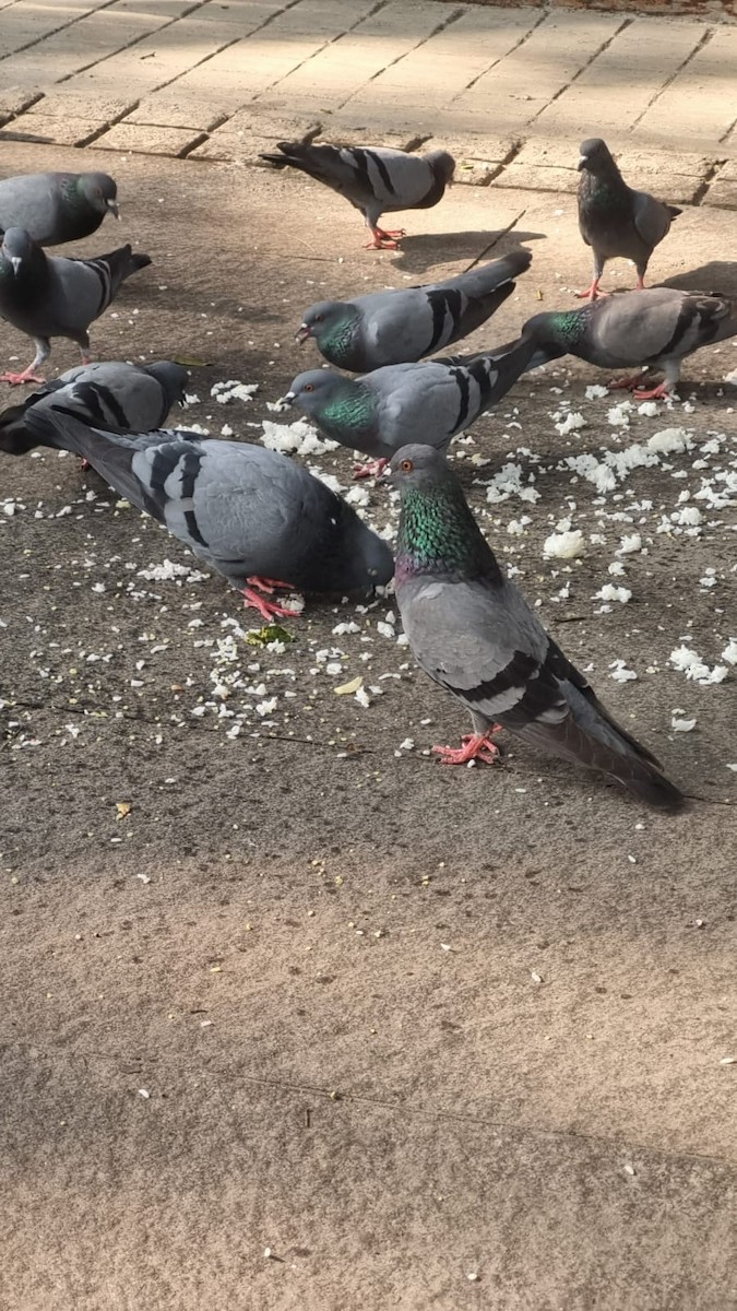 Haitz-usoa (etxekoa) - ML645590149