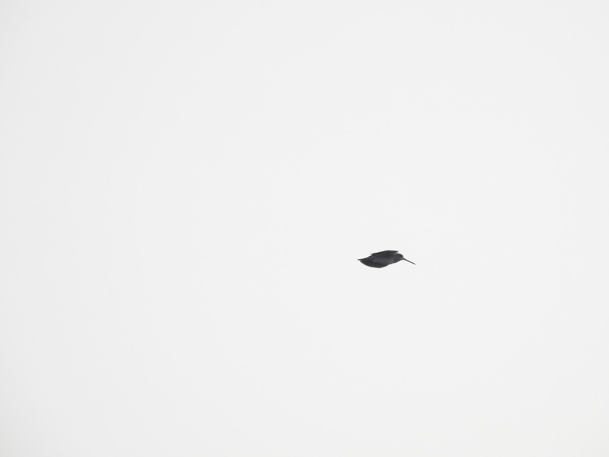 ハリオシギ - ML645590152