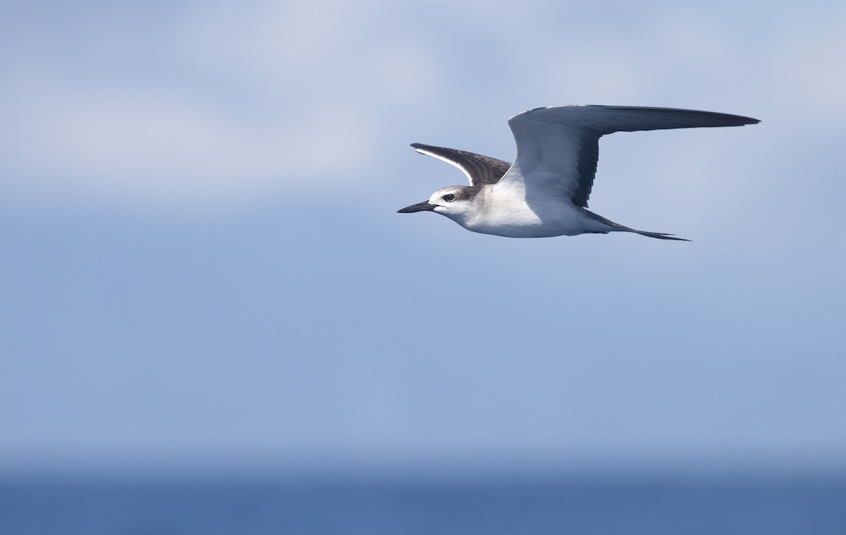 Bridled Tern - ML645590153