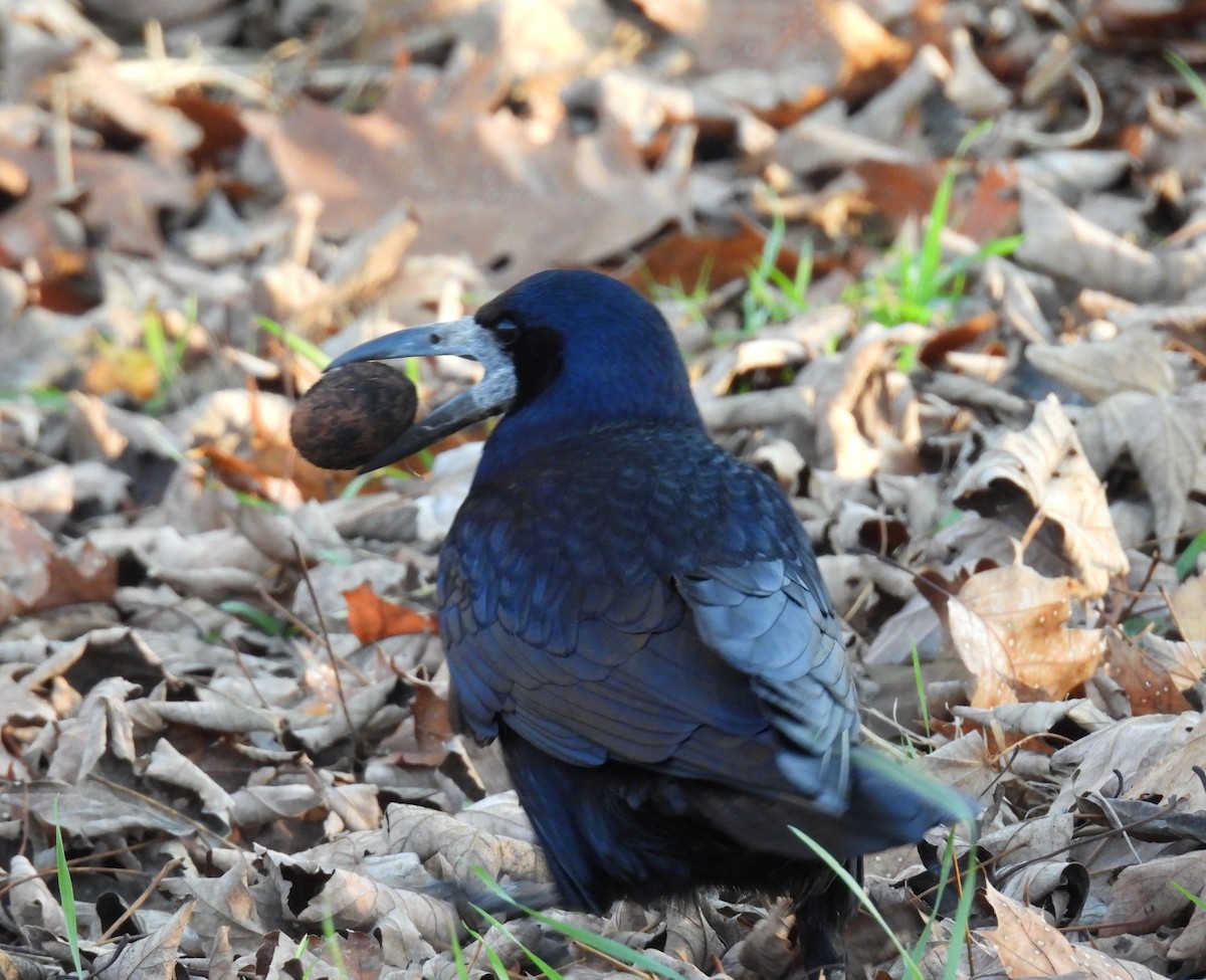 Ekin Kargası - ML645590155