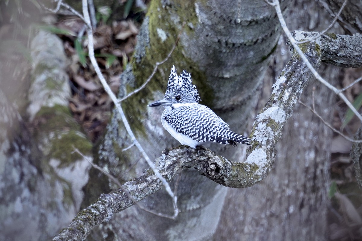 kaskadeisfugl - ML645590166