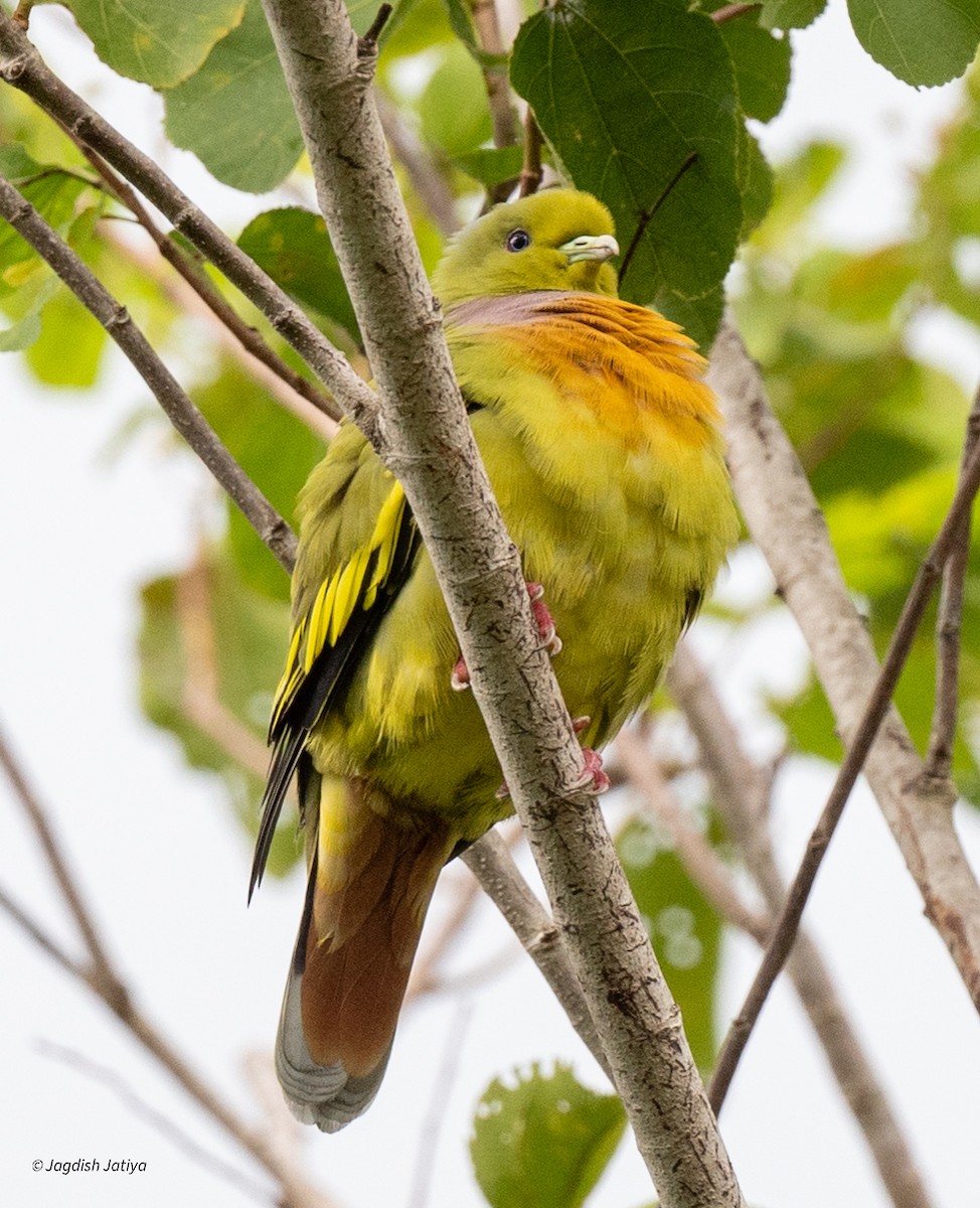 Orange-breasted Green-Pigeon - ML645590178