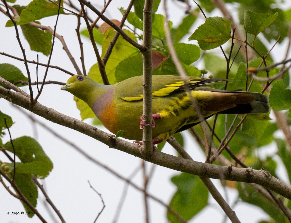 Orange-breasted Green-Pigeon - ML645590179