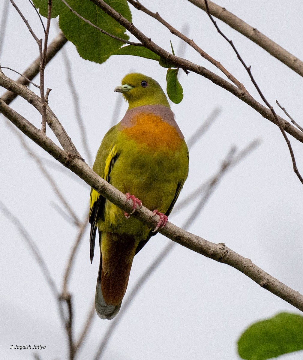 Orange-breasted Green-Pigeon - ML645590180