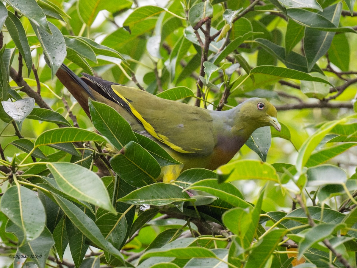 Orange-breasted Green-Pigeon - ML645590181