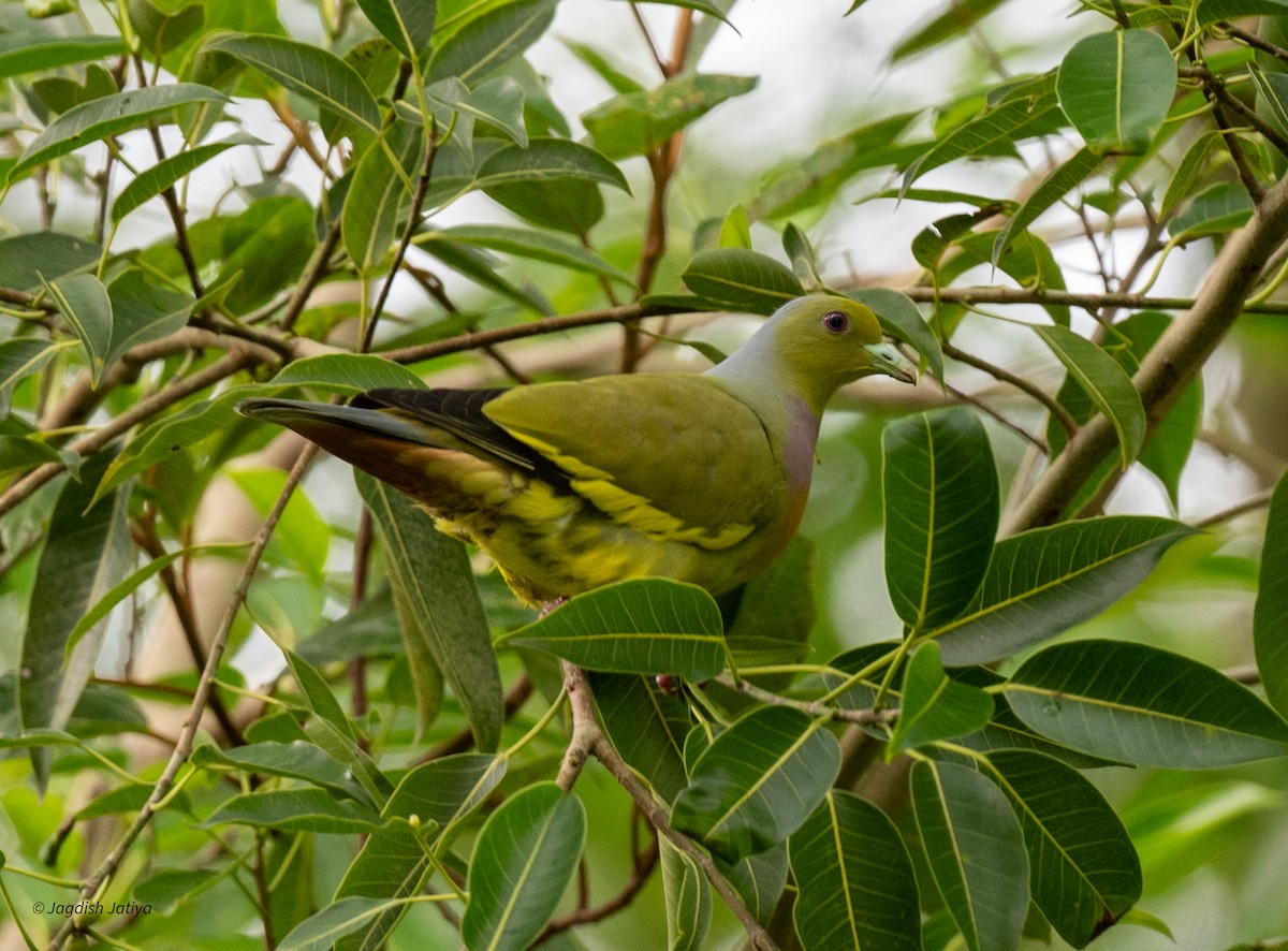Orange-breasted Green-Pigeon - ML645590182