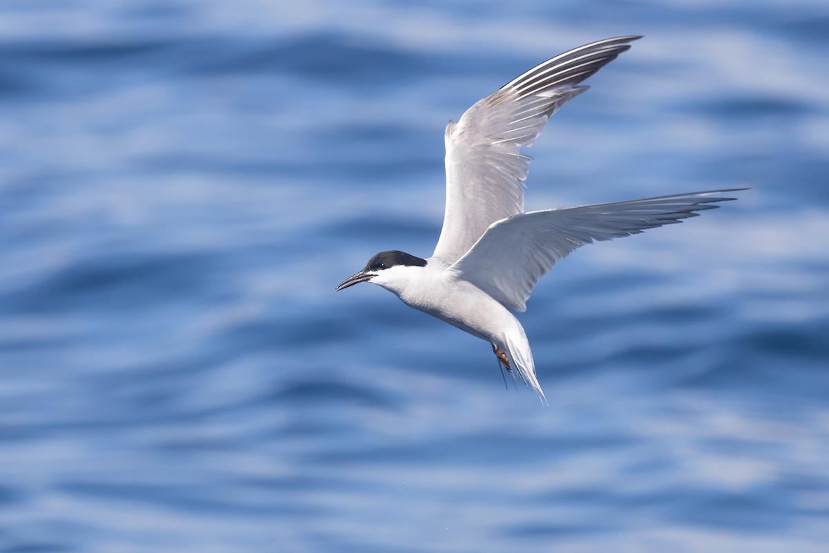 Common Tern (hirundo/tibetana) - ML645590185